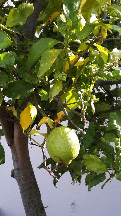 Lemon Tree Cottage Edgemead Экстерьер фото